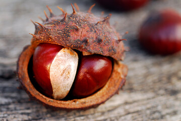 Canvas Print - medicinal plants: horse chestnut fruit (aesculus hippocastanum)