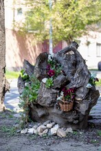 Landscaping - An Old Gnarled Tree Stump Decorated With Succulents And Viola