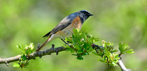 Wall Mural - Common redstart // Gartenrotschwanz (Phoenicurus phoenicurus)