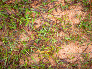 Gras Growing in Moist Fertile Soil in Guatape, Colombia