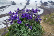 Caucasian Larkspur (Delphinium Caucasicum) On The Alpine Meadow And Gravelly Char Of The Vicinity Of Elbrus, In The Background Corrie Glacier, 3500 A.s.l., Caucasus