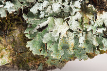 Green Shield Lichen (Flavoparmelia Caperata) Close Up, Macro Shot, Studio Light