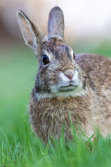 Poster - Eastern Cottontail Rabbit portrait in grass