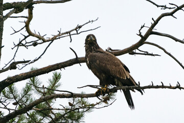 golden eagle sitting on a tree on a rainy day. bird of prey. aquila chrysaetos. wildlife of jasper n
