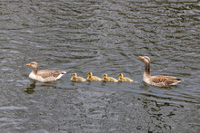 Familie Von Enten Schwimmt In Einer Reihe Hintereinander