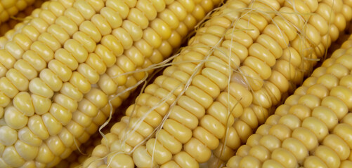 Wall Mural - Banner. Yellow cobs of corn, close up. Macro.