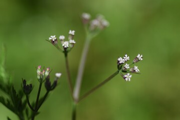 Canvas Print - Rough hedge parsley (Torilis scabra) flowers. Apiaceae plant.
