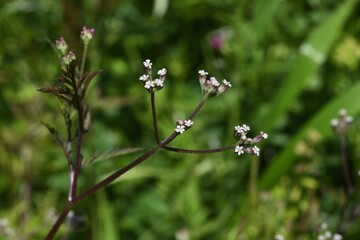 Canvas Print - Rough hedge parsley (Torilis scabra) flowers. Apiaceae plant.
