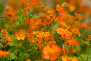 orange-colored Delphinium grandiflorum. Nice little orange spring flowers 