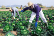 © JackF - Skilled afro american man farmer with ax picking fresh organic savoy cabbage on farm