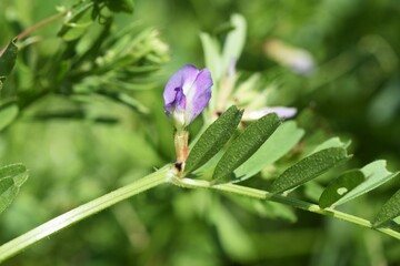 Canvas Print - Narrow leaved vetch. Fabaceae grass.