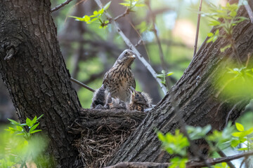 Wall Mural - Thrush fieldfare, Turdus pilaris, in a nest with chicks