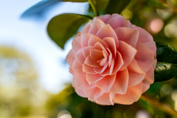 Wall Mural - Close up of pink Camellia