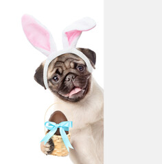 Pug puppy wearing easter rabbits ears holds basket of chocolate egg behind empty white banner. Isolated on white background