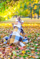 Canvas Print - Old Border collie dog covered warm plaid sits at autumn park and looks away