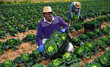 © JackF - Afro american man professional farmer holding box full of organic cabbage in a farm field