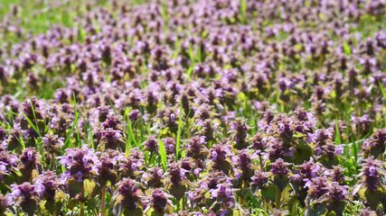 Sticker - A close up shot of purple dead nettle. A pretty plant with green and purple leaves is beginning to bloom in the full morning sun. It has sprung up amongst other weeds and grasses