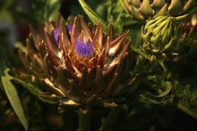 Close Up Of Artichoke Flower