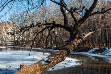 Sticker - tree in the water