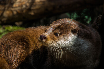 Sticker - otter on the tree