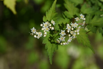 Sticker - Stephanandra incisa flowers.  Rosaceae deciduous shrub.