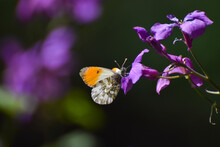 Orange Tip Butterfly (Anthocharis Cardamines) . Beautiful Yellow White Butterfly On Pink Flower With A Dark Background