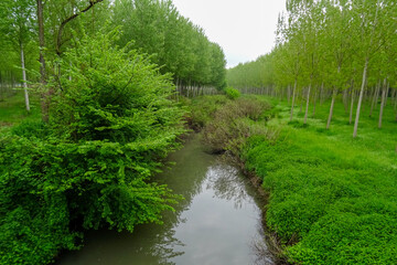 Wall Mural - Campagna