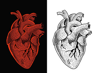 illustration vector human heart engraving