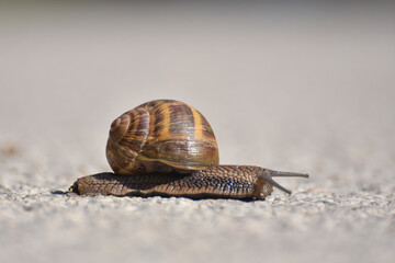 Wall Mural - Big snail in shell crawling on road. Helix pomatia on asphalt road, Burgundy snail