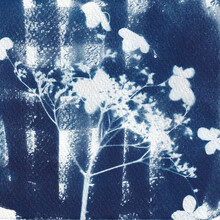 Abstract Cyanotype, Hydrangea Printed In The Sun, Indigo With Checkers Background