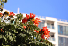The Red Flower Blossom With Building Background 31 Dec 2020