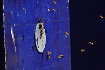 Canvas Print - Honey bees in front of hive entrance. Bees at the entrance to the hive close-up, beekeeping, honey production