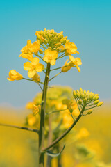 Fotomurales - Oilseed rape yellow flower blooming in field