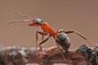 An ant sits on a small stump on dark background. In the background light, the 