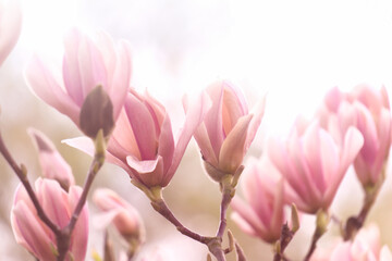 Wall Mural - weiche rosa magnolienblüte vor sonnigem himmel, florales konzept tapete hintergrund grußkarte, nahaufnahme