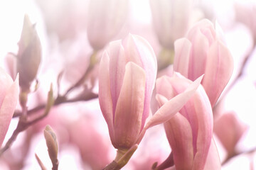 Wall Mural - zarte rosa magnolienblüten in der sonne, schönheit in der natur plakat