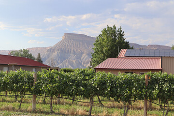 Wall Mural - Grand Mesa in the background of vineyard rows at a winery in Grand Junction, Colorado