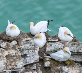 Wall Mural - seagulls on the rocks