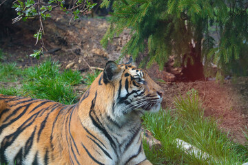 Close-up of a tiger lying on the ground.