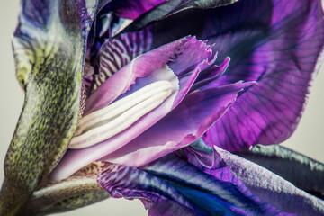 A young flower bud of iris. macro.