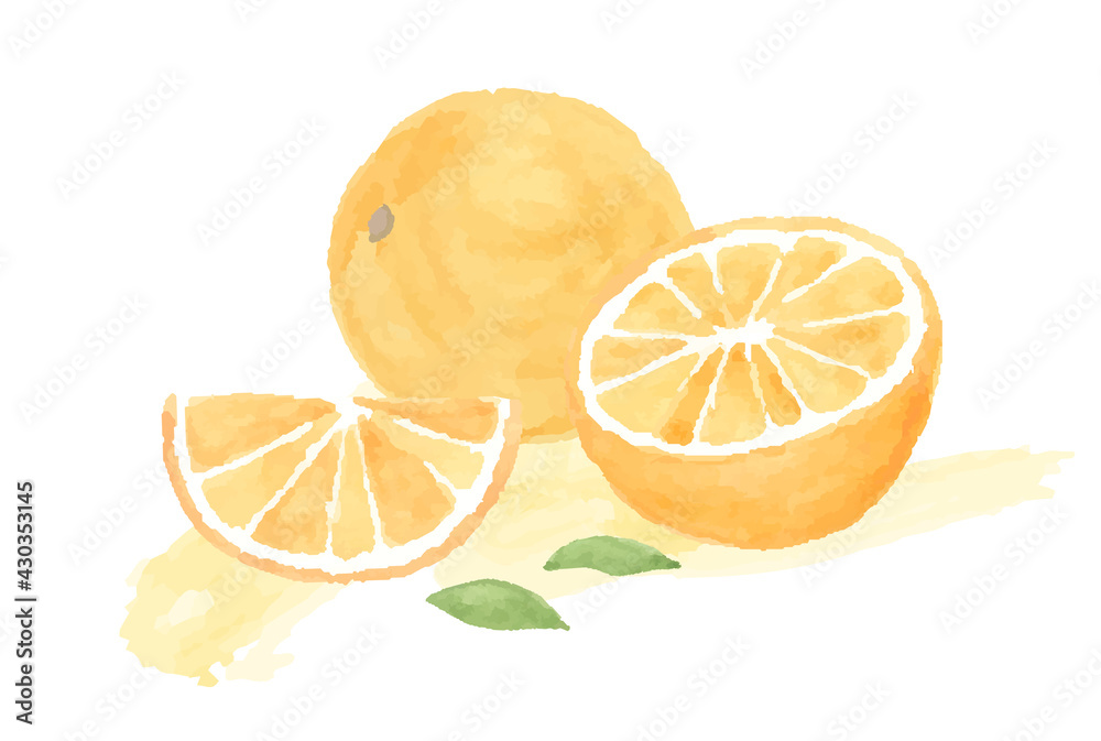 オレンジの水彩イラスト 断面 みかん 果物 フルーツ 柑橘類 フレッシュ かわいい Wall Mural Yugoro