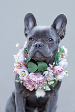 Beautiful  Blue Coated French Bulldog Dog With Pink Flower Collar In Front Of Gray Background 