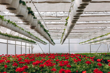 Large Glass Greenhouse With Flowers. Growing Flowers In Greenhouses. Interior Of A Modern Flower Greenhouse. Flowers In Flowerpots.