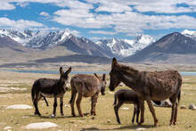 Donkey In Tajikistan