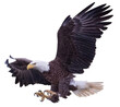 Bald eagle swoop landing attack hand draw and paint on white background illustration.