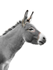 Poster - donkey portrait isolated on white background