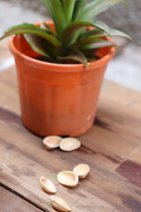 Sticker - Closeup shot of pistachios on the table