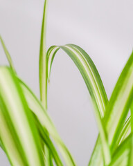 Sticker - Closeup shot of a houseplant on white background