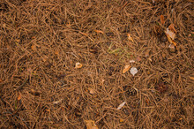 A Lot Of Pine Cones On The Ground. Pine Cones Background. Selective Focus.