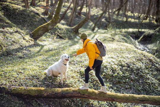 Young woman in hiking clothes and backpack spend time together with big white dog in green spring forest. Enjoys and explore of tranquil nature. Walks on a tree across the river.